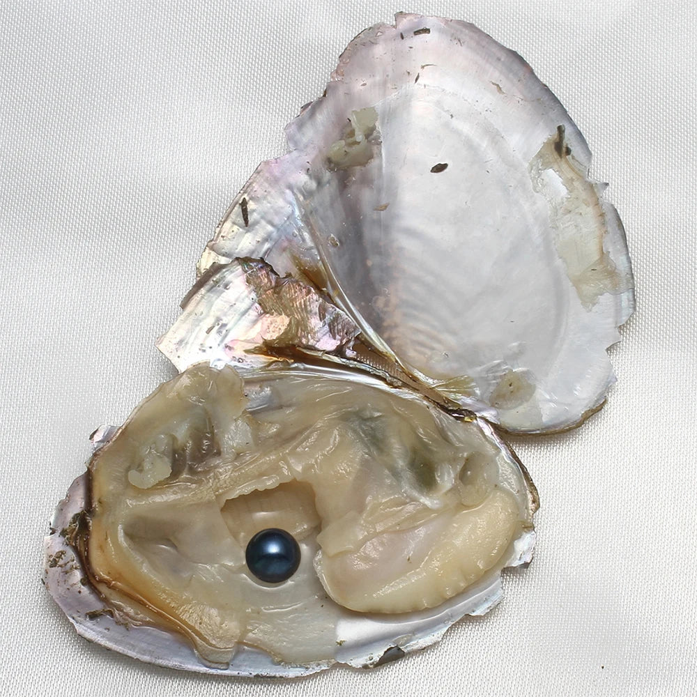 Single Pearl Vacuum-pack Oyster Beautiful Nature Gifts 10PCs/Lot